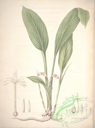 plants-31054 - kampferia pandurata [5084x6840]