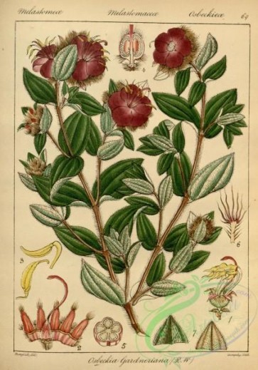 plants-31160 - osbeckia gardneriana [2766x3950]