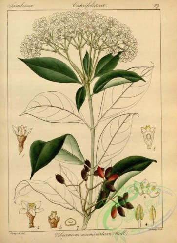 plants-31183 - viburnum acuminatum [2916x3992]