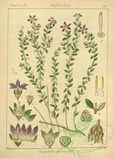 plants-31301 - campanula alphonsii [2860x3976]