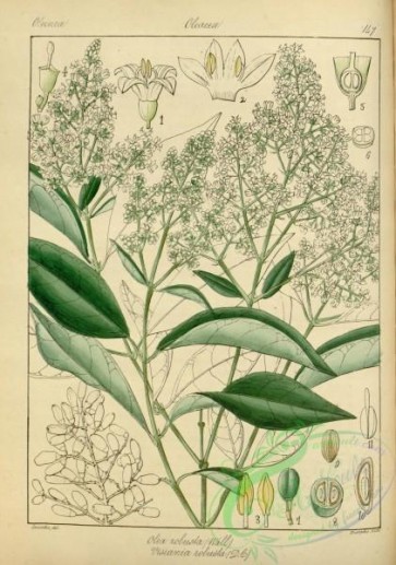 plants-31361 - olea robusta, visiania robusta [2802x3987]