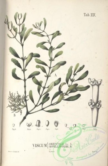 plants-31505 - viscum orientale, viscum monilliforme [3966x6092]