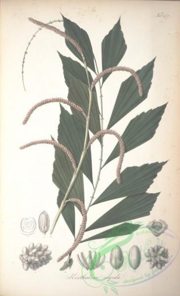 plants-31552 - korthalsia rigida [4644x7630]