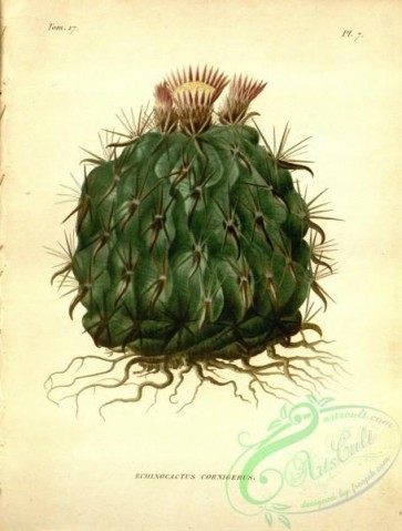 plants-31597 - echinocactus cornigerus [2883x3797]