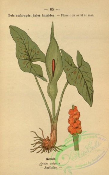 plants-31728 - arum vulgare [1462x2352]