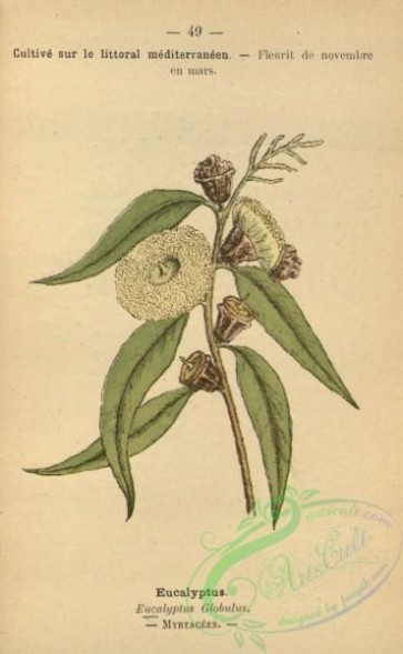 plants-31757 - eucalyptus globulus [1462x2370]