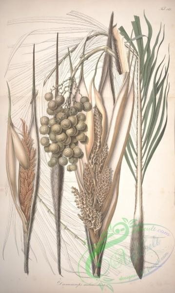 plants-31871 - daemonorops melanochaetes [4754x7934]