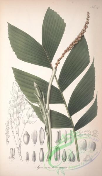plants-31882 - iguanura leucocarpa [4294x7402]