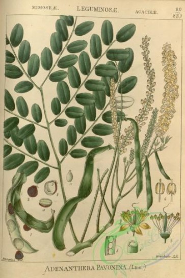 plants-31915 - adenanthera pavonina [2780x4162]