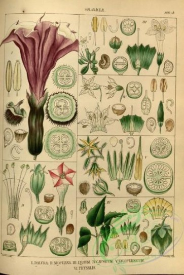 plants-32036 - dalura, nicotiana, lycium, capsicum, lycopersicum, physalis [2800x4180]
