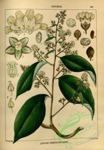 plants-32042 - erycibe paniculata [2870x4127]