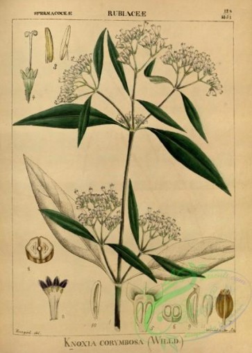 plants-32055 - knoxia corymbosa [2840x3979]