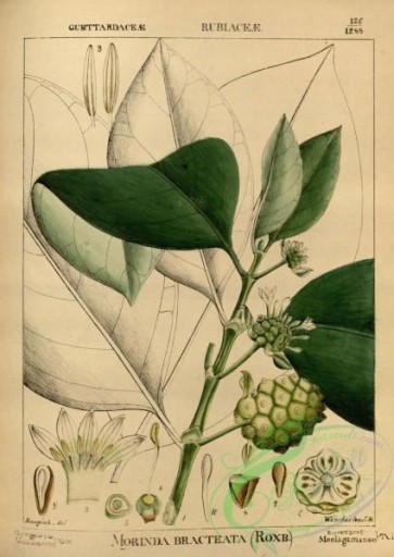 plants-32066 - morinda bracteata [2864x4037]