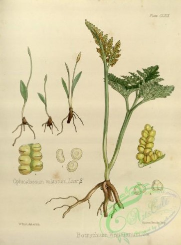 plants-32180 - botrychium virginianum [3464x4683]