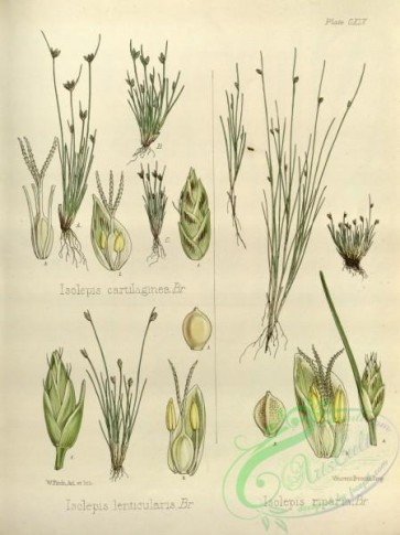 plants-32214 - isolepis lenticularis, isolepis riparia [3507x4683]