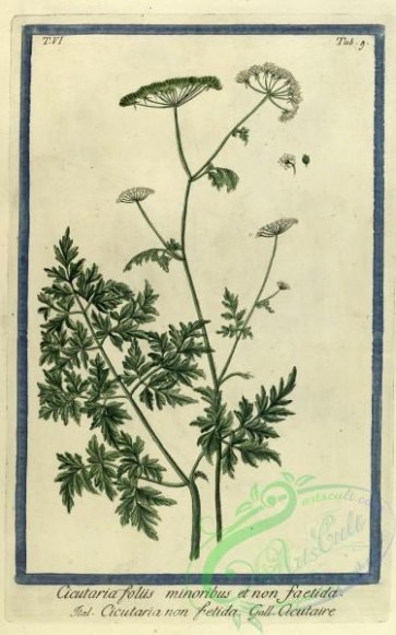 plants-32268 - cicutaria foliis minoribus [3720x5949]