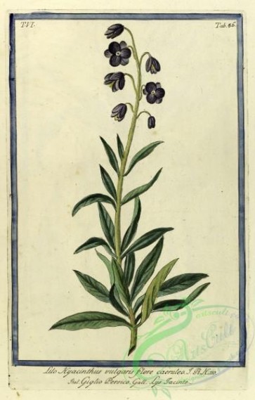 plants-32298 - lilio hyacinthus vulgaris, 2 [3792x5936]