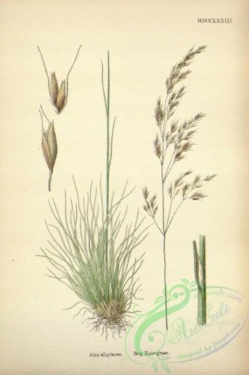 plants-32358 - Bog Hair-grass, aira uliginosa [2319x3487]