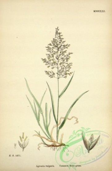 plants-32365 - Common Bent-grass, agrostis vulgaris [2293x3487]