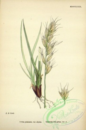 plants-32396 - Glabrous Oat-grass, avena pratensis alpina [2319x3487]