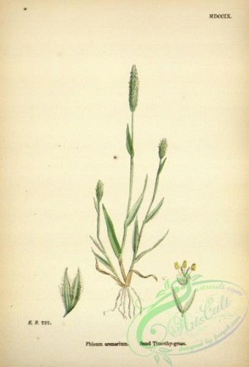 plants-32441 - Sand Timothy-grass, phleum arenarium [2343x3447]