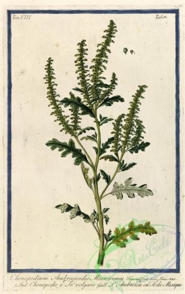 plants-32506 - chenopodium ambrosioides mexicanum [3620x5740]