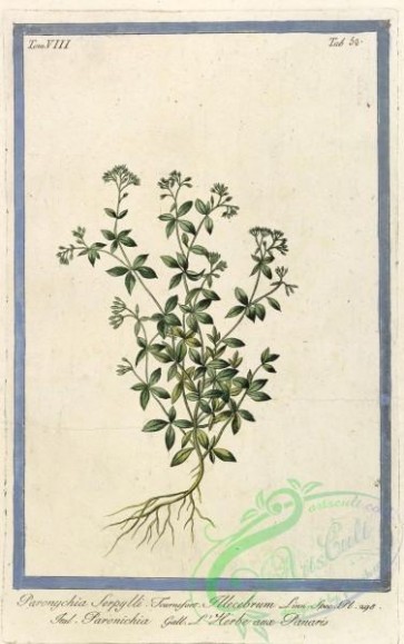 plants-32547 - paronychia serpylli [3560x5673]