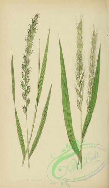 plants-32596 - Creeping Wheat-Grass or Couch Grass, triticum repens, Fibrous-rooted Wheat-Grass, triticum caninum [1657x2847]