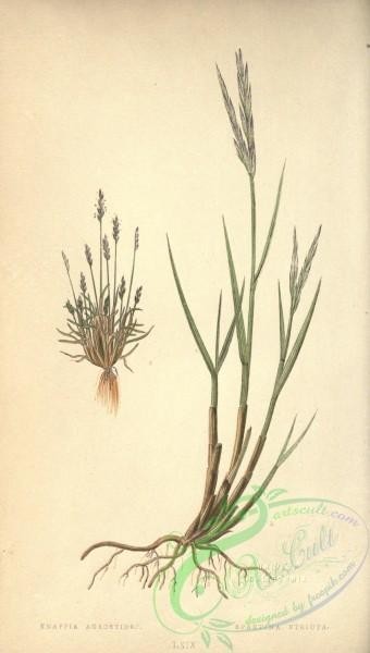 plants-32676 - Early Knappia, knappia agrostidea, Twin-spiked Cord Grass, spartina stricta [2656x4684]
