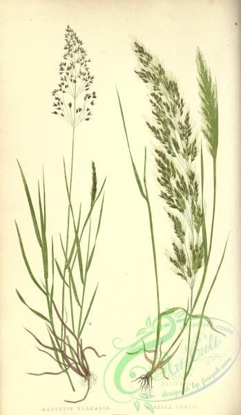 plants-32677 - Fine Bent Grass, agrostis vulgaris, Spreading Silky Bent Grass, agrostis spica-venti [2720x4670]