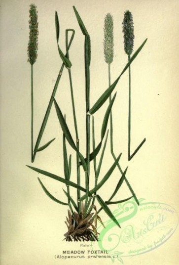 plants-32766 - Meadow Foxtail, alopecurus pratensis [2572x3794]