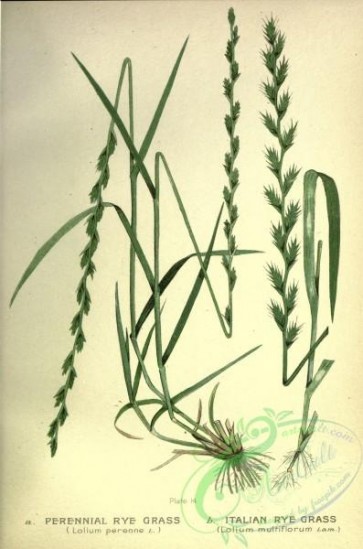 plants-32768 - Perennial Rye Grass, lolium perenne, Italian Rye Grass, lolium multiflorum [2552x3852]