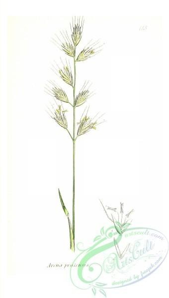 plants-32880 - Narrow-leaved Oat Grass, Meadow Oat, avena pratensis [1553x2740]