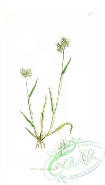 plants-32898 - Rough Dog's-tail Grass, Hedge-hog Grass, cynosurus echinatus [1553x2740]