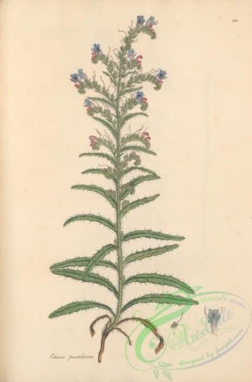 plants-33718 - 080-echium pustulatum