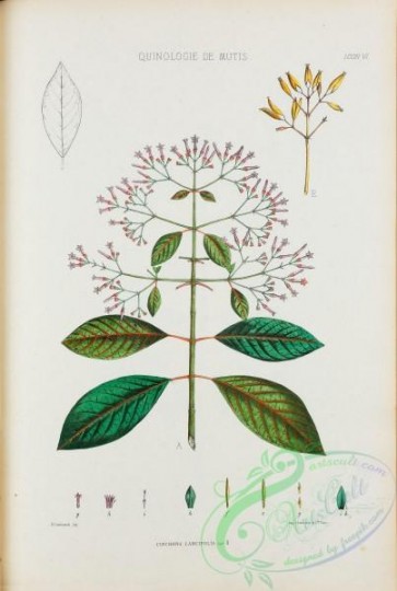 plants-35058 - 005-cinchona lancifolia