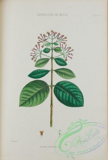 plants-35064 - 011-cinchona lancifolia