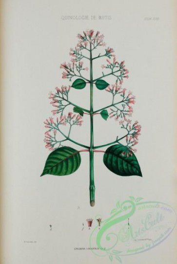 plants-35070 - 017-cinchona cordifolia