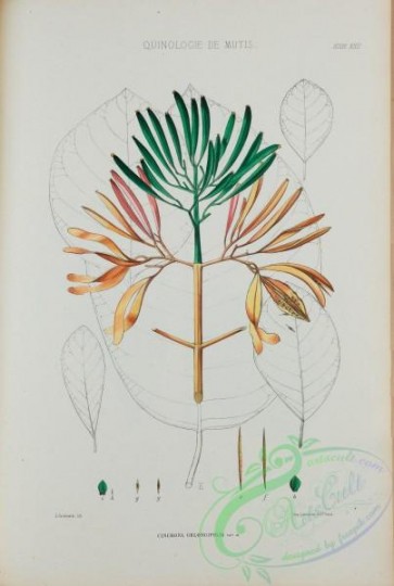 plants-35076 - 023-cinchona oblongifolia