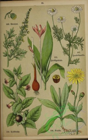 plants-35206 - 019-arnica montana, artemisia absinthium, atropa belladonna, colchicum autumnale