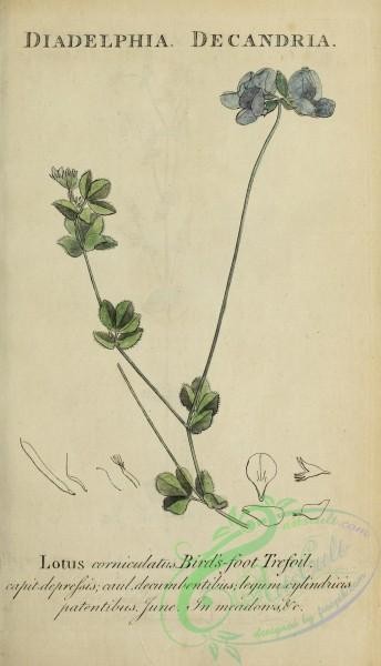 plants-35309 - 080-Bird's-foot Trefoil, lotus corniculatus