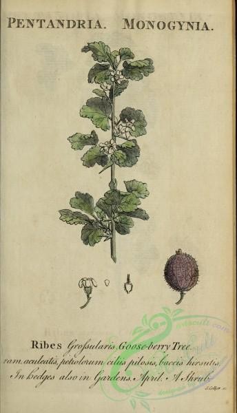 plants-35375 - 146-Goose-berry Tree, ribes grossularis