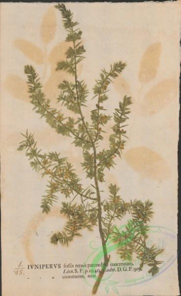 plants-35438 - 048-juniperus communis