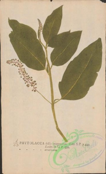 plants-35453 - 063-phytolacca americana