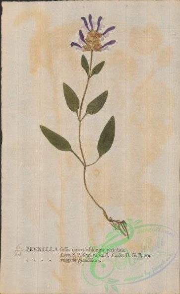 plants-35564 - 074-prunella vulgaris grandiflora