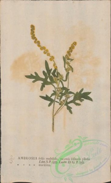 plants-35693 - 003-ambrosia maritima