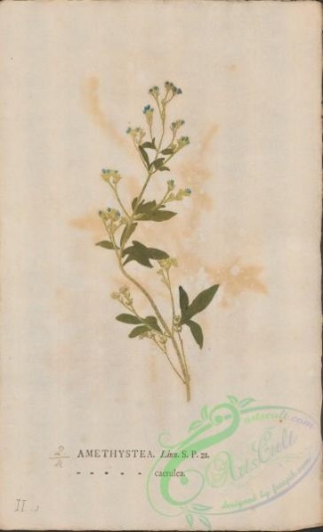 plants-35694 - 004-amethystea caerulea