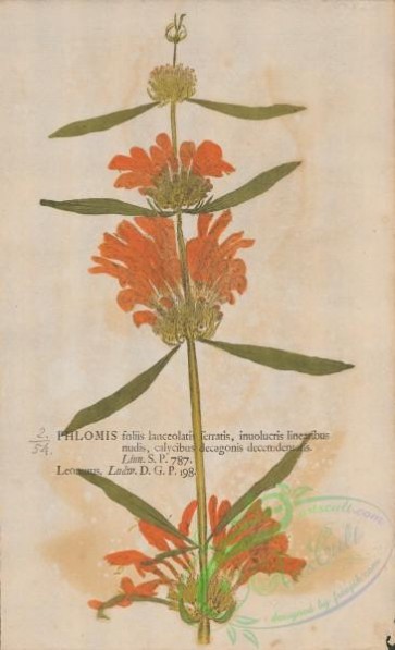 plants-35744 - 054-phlomis leonurus