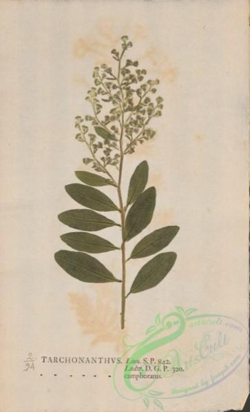 plants-35784 - 094-tarchonanthus camporatus