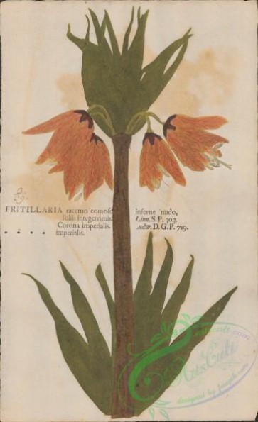 plants-35829 - 039-fritillaria imperialis